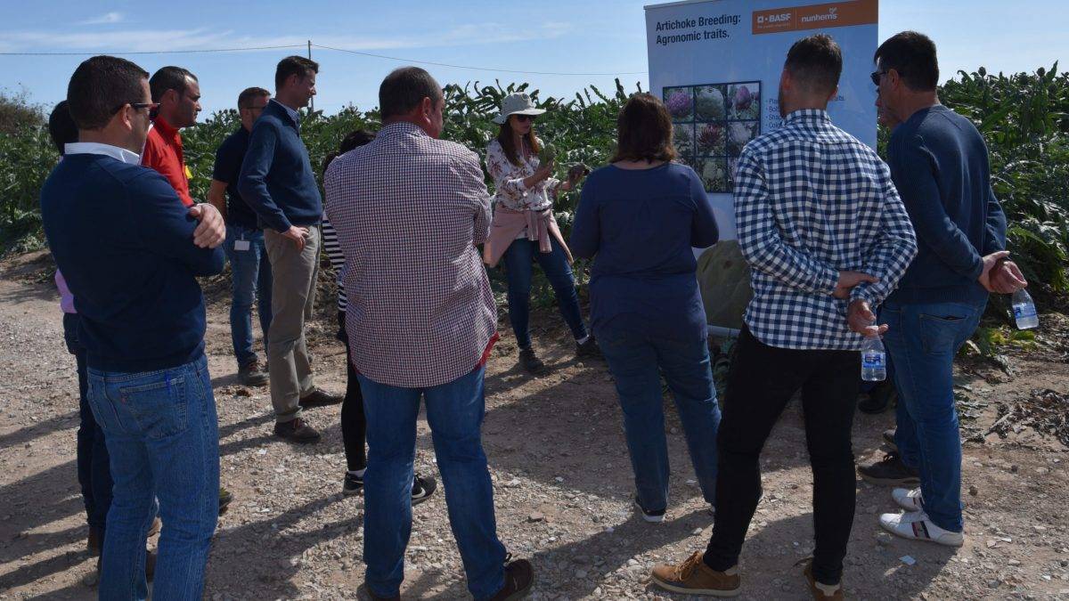 Nunhems-alcachofa-4|Nunhems-alcachofa-2|Nunhems-alcachofa-3